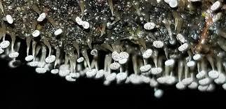 Attēlu rezultāti vaicājumam “Didymium clavus stalked”