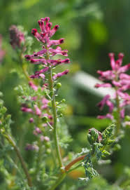 Image result for Fumaria officinalis