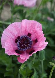 Image result for Papaver orientale