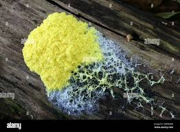 Attēlu rezultāti vaicājumam “Fuligo laevis”