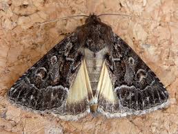 Attēlu rezultāti vaicājumam “Thalpophila matura”