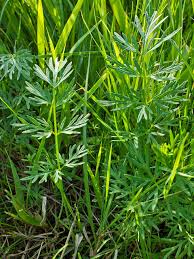 Attēlu rezultāti vaicājumam “Cnidium dubium leaf”