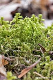 Attēlu rezultāti vaicājumam “Rhytidiadelphus triquetrus sporophyte”
