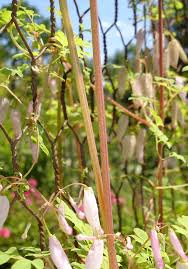 Image result for Adlumia cirrhosa