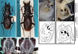 Attēlu rezultāti vaicājumam “Pterostichus sp.”