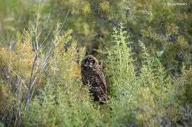 Attēlu rezultāti vaicājumam “Asio flammeus adult”