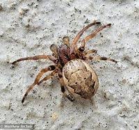 Attēlu rezultāti vaicājumam “Larinioides cornutus”