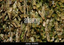 Attēlu rezultāti vaicājumam “Anastrophyllum minutum”