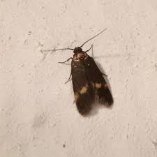 Attēlu rezultāti vaicājumam “Borkhausenia minutella”