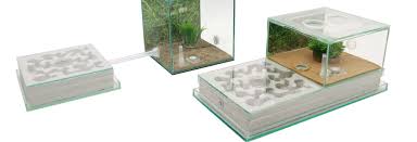 Image result for ytong ants