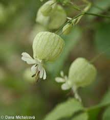 Image result for Silene vulgaris