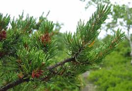 Attēlu rezultāti vaicājumam “Pinus banksiana”