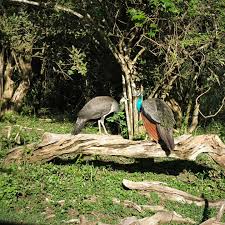 Image result for Яла заповедник