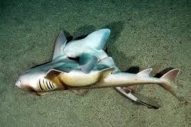 Image result for Heterodontus portusjacksoni