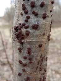 Attēlu rezultāti vaicājumam “Hypoxylon fuscum”