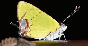 Attēlu rezultāti vaicājumam “Theclinae”