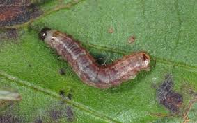 Attēlu rezultāti vaicājumam “Hydriomena impluviata”