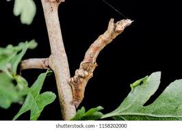 Attēlu rezultāti vaicājumam “Selenia dentaria larva”