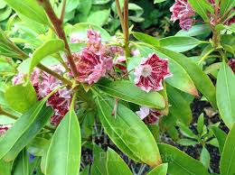 Attēlu rezultāti vaicājumam “Gaultheria cuneata”