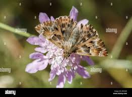 Attēlu rezultāti vaicājumam “Carcharodus floccifera upperside”