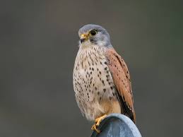 Attēlu rezultāti vaicājumam “Falco tinnunculus”