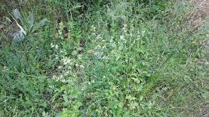 Attēlu rezultāti vaicājumam “Galium album flower”