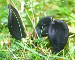 Attēlu rezultāti vaicājumam “Geoglossum sp.”