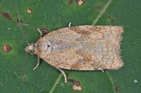 Attēlu rezultāti vaicājumam “Pandemis cinnamomeana female”