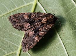 Attēlu rezultāti vaicājumam “Mniotype satura”