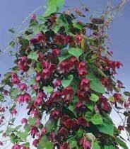 Image result for Rhodochiton atrosanguineum