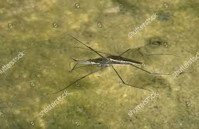 Attēlu rezultāti vaicājumam “Aquarius najas”