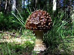 Attēlu rezultāti vaicājumam “Amanita regalis”