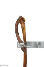 Attēlu rezultāti vaicājumam “Crocallis elinguaria larva”