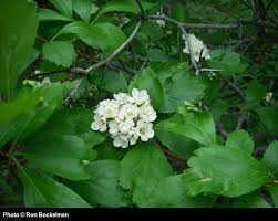 Attēlu rezultāti vaicājumam “Crataegus douglasii”