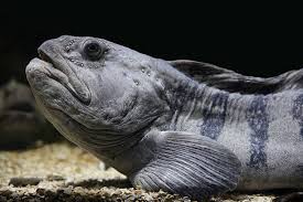 Image result for Anarhichas minor