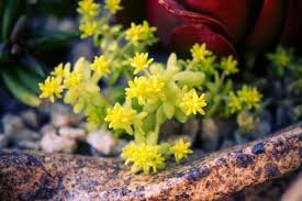 Attēlu rezultāti vaicājumam “Sedum hispanicum leaf”