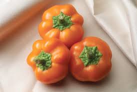 Afbeeldingsresultaat voor orange sun sweet pepper