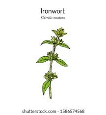 Attēlu rezultāti vaicājumam “Tubifera montana”