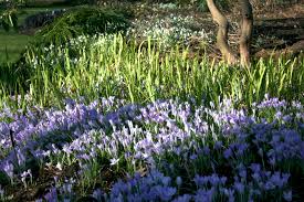 Attēlu rezultāti vaicājumam “Crocus tommasinianus flower”