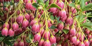 Attēlu rezultāti vaicājumam “Enkianthus campanulatus”