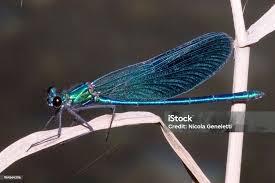 Attēlu rezultāti vaicājumam “Calopterygidae”