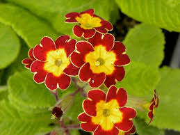 Image result for Primula elatior
