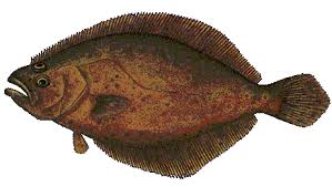 Image result for Paralichthys dentatus