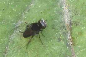 Attēlu rezultāti vaicājumam “Platypezidae”