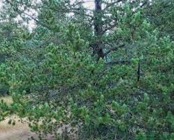 Attēlu rezultāti vaicājumam “Trichia contorta”