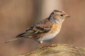 Attēlu rezultāti vaicājumam “Fringilla montifringilla female”