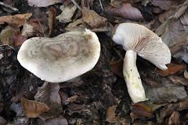 Attēlu rezultāti vaicājumam “Lactarius lygniotus”