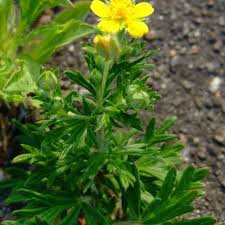 Attēlu rezultāti vaicājumam “Potentilla argentea leaf”