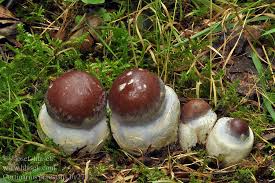 Attēlu rezultāti vaicājumam “Cortinarius praestans”