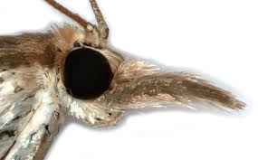 Attēlu rezultāti vaicājumam “Crambus hamella”